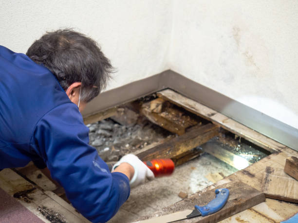 Mold Removal and Inspection in Middleburg, FL