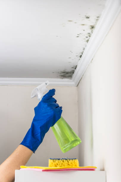 Best Mold Removal and Inspection  in Middleburg, FL